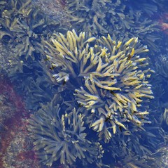 Fucus distichus edentatus