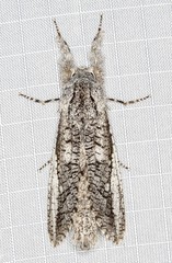 Endoxyla secta