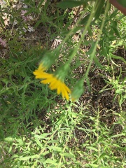 Heterotheca camporum camporum