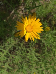 Heterotheca camporum camporum