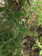 Heterotheca camporum camporum