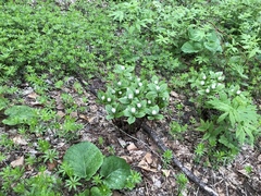 Chloranthus quadrifolius