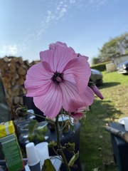 Malva trimestris