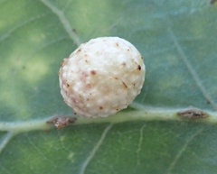 Cynips quercusfolii