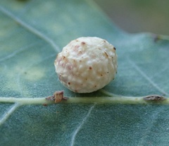 Cynips quercusfolii