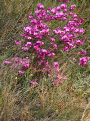 Gompholobium scabrum