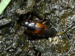 Tachinus