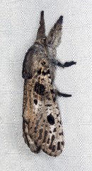 Sympycnodes digitata