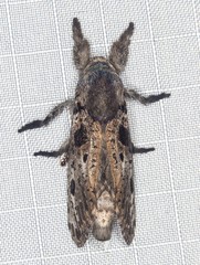 Sympycnodes digitata