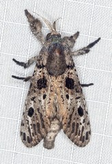 Sympycnodes digitata