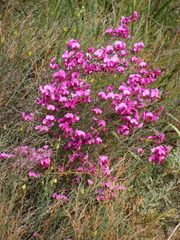 Gompholobium scabrum