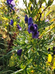 Aconitum angustifolium
