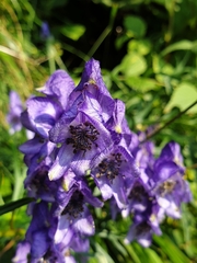 Aconitum angustifolium