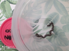 Macroprotodon brevis ibericus