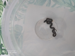 Macroprotodon brevis ibericus