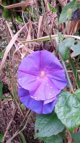 Garden Morning Glory