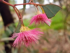 Eucalyptus sideroxylon sideroxylon