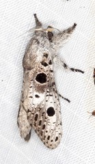 Sympycnodes digitata