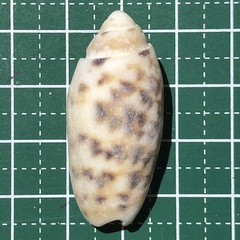 Oliva amethystina