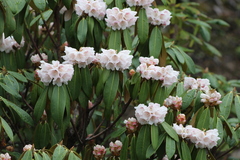 Rhododendron phaeochrysum