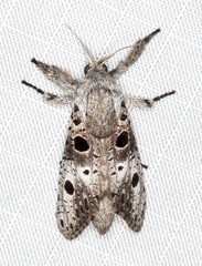 Sympycnodes digitata