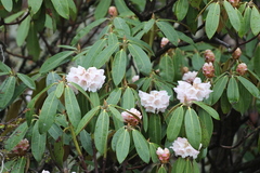 Rhododendron phaeochrysum