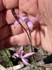 Caladenia hirta rosea