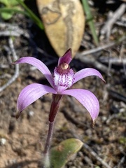 Caladenia hirta rosea