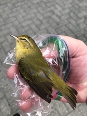 Leiothlypis peregrina