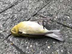 Leiothlypis peregrina