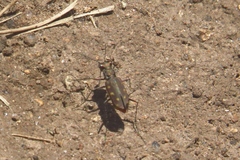 Cicindela ocellata