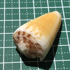Conus planorbis