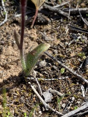 Caladenia hirta rosea