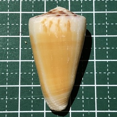 Conus planorbis