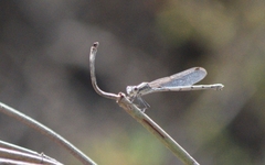Austrolestes aridus