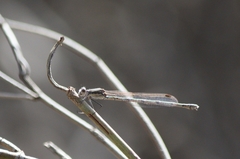 Austrolestes aridus