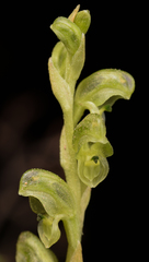Pterostylis cycnocephala