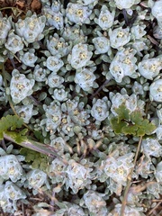 Hyalochlamys globifera