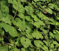 Nervilia concolor