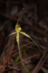 Caladenia arenaria