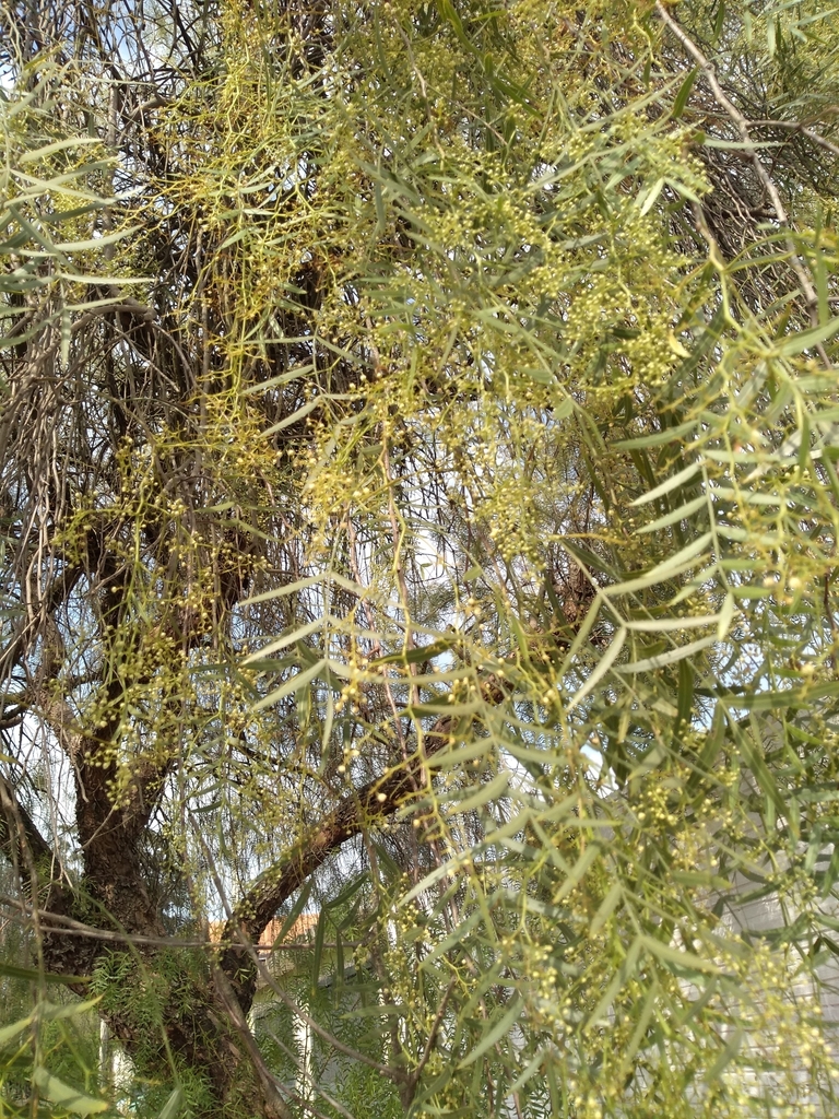 Peruvian Pepper Tree from Tatuí on September 15, 2020 at 09:24 AM by ...