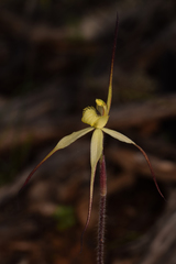 Caladenia arenaria