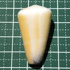 Conus flavidus