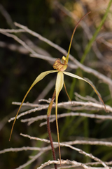 Caladenia arenaria