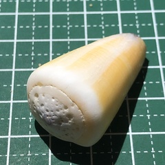 Conus flavidus