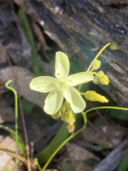 Drosera subhirtella