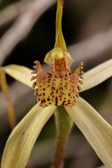 Caladenia arenaria
