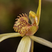 Sand-hill Spider Orchid - Photo (c) izakschoon, some rights reserved (CC BY-NC), uploaded by izakschoon