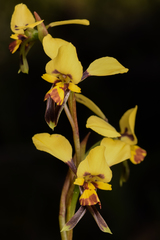 Diuris platichila