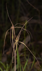 Caladenia flaccida